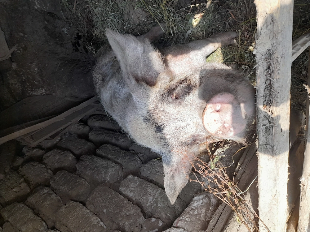 Porc mare 2500 negociabil