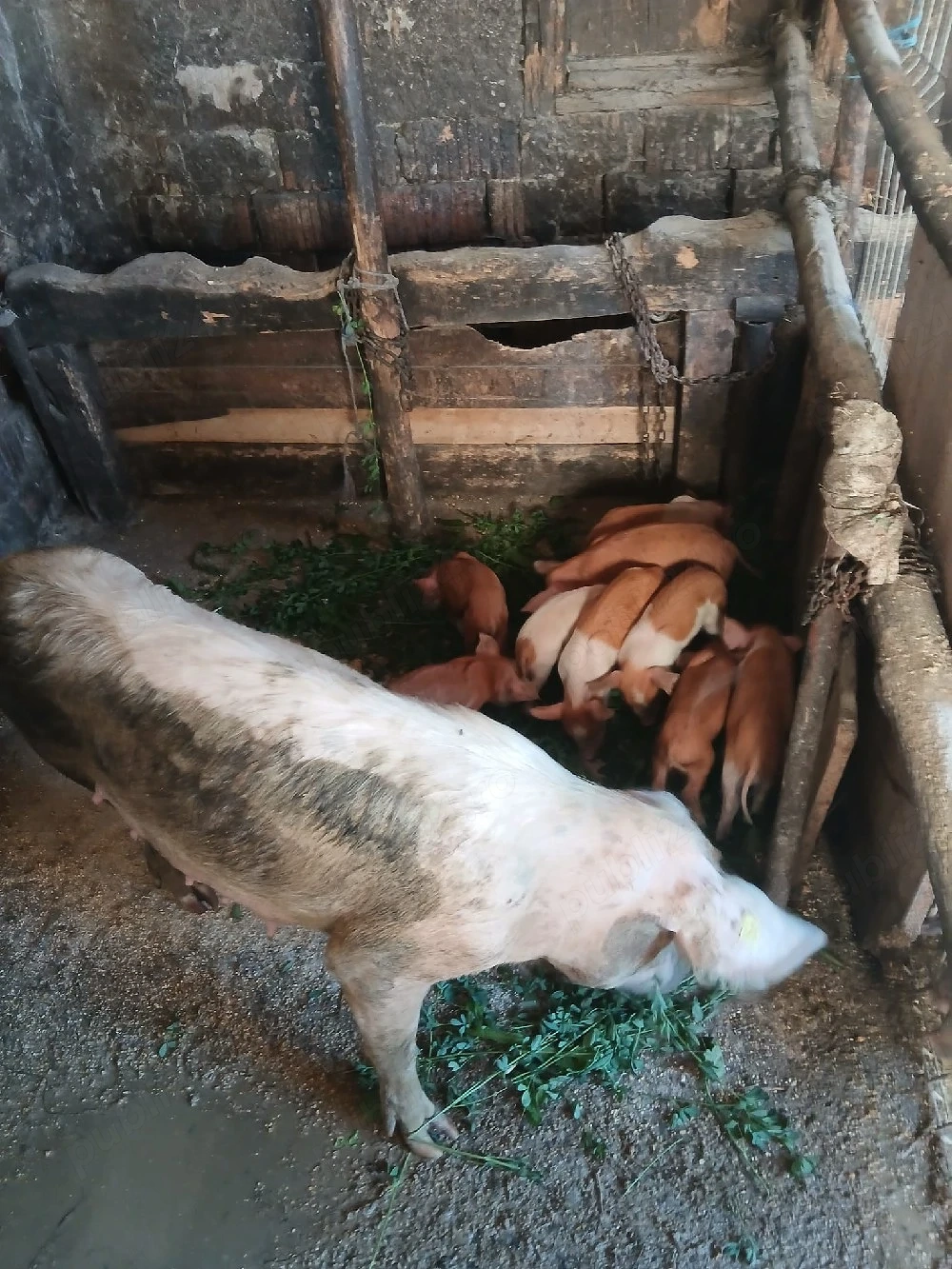 de vânzare urgent scroafă cu 9 purcei de 3 săptămâni vând urgent preț 2000 lei 