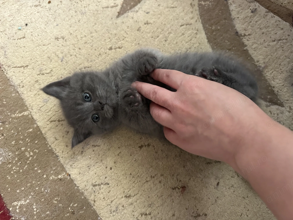 2 pui de British Shorthair + 1 Scottish Fold