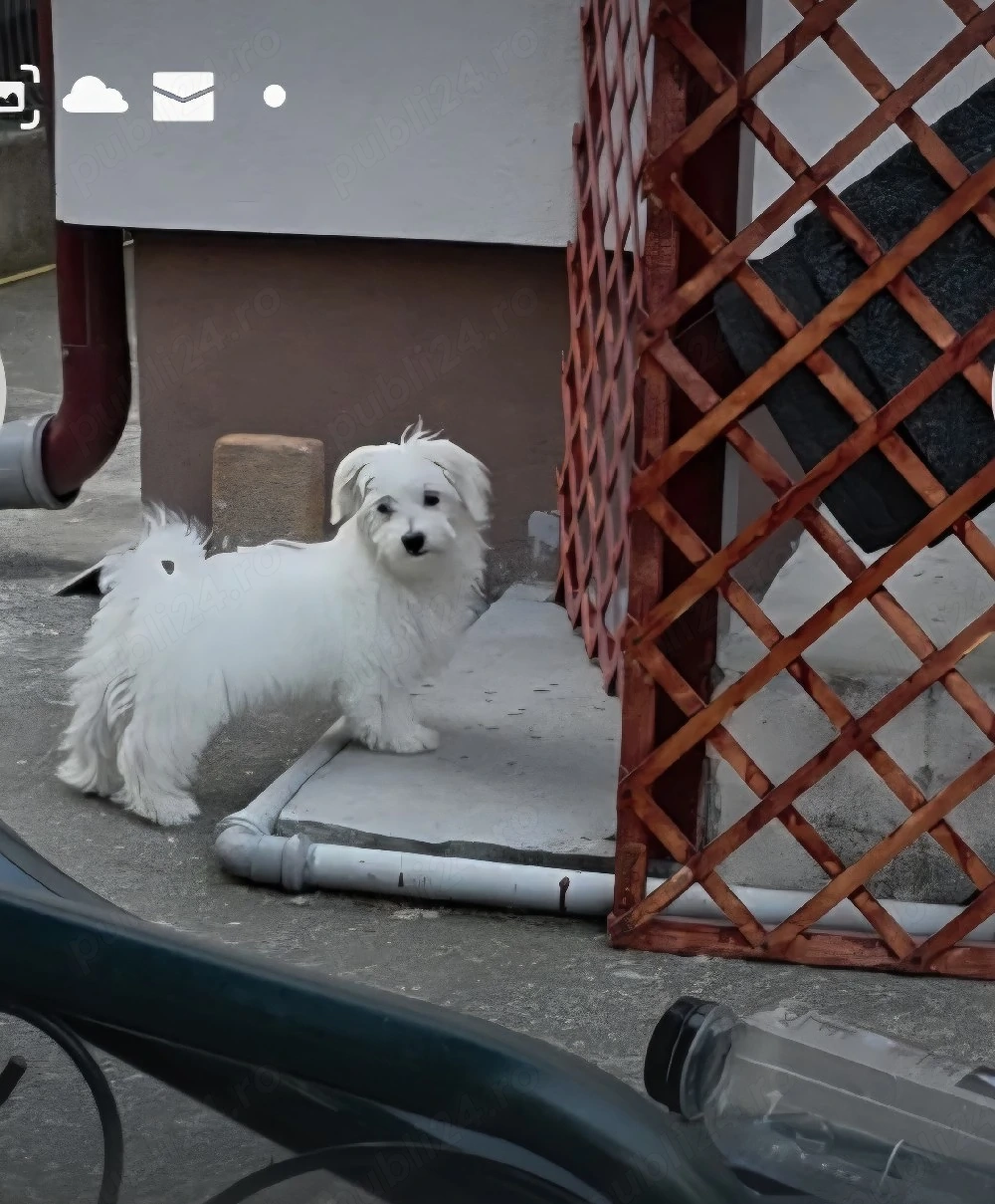 Bichon Maltez  (canisa)