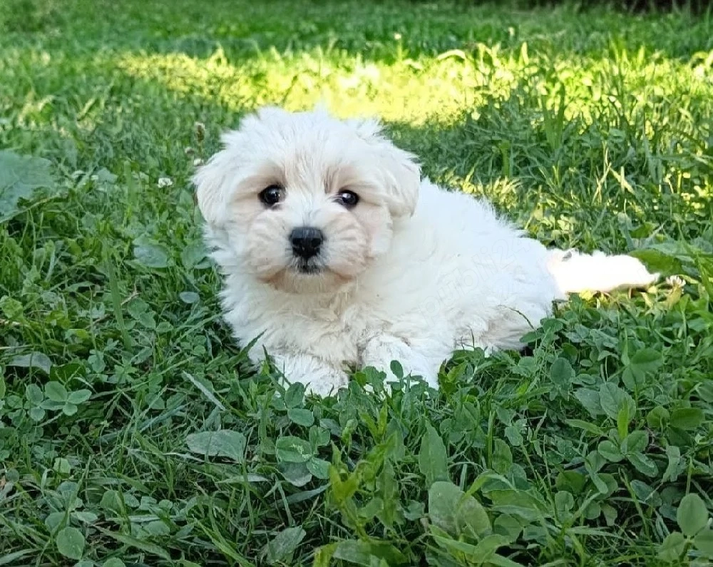 2 fetițe bichon maltez 