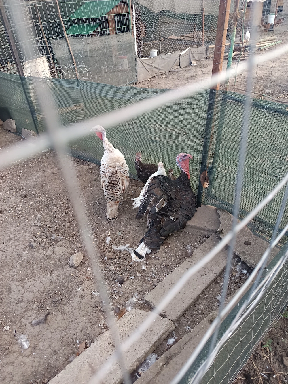 Păsări crescute la curte