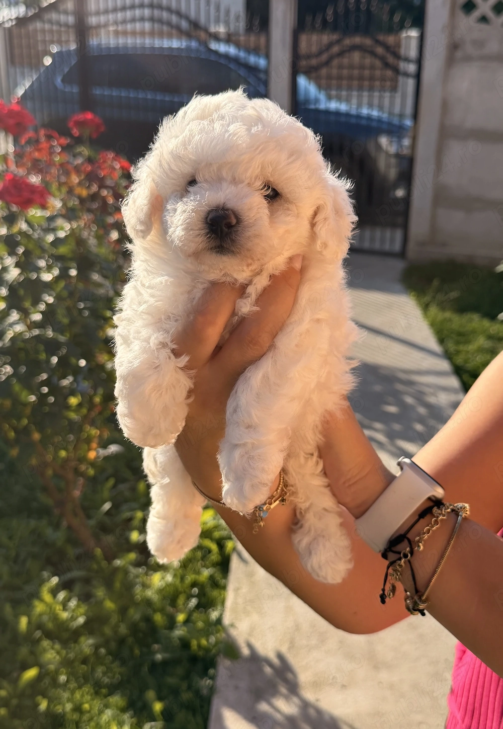 Pui Bichon Frise