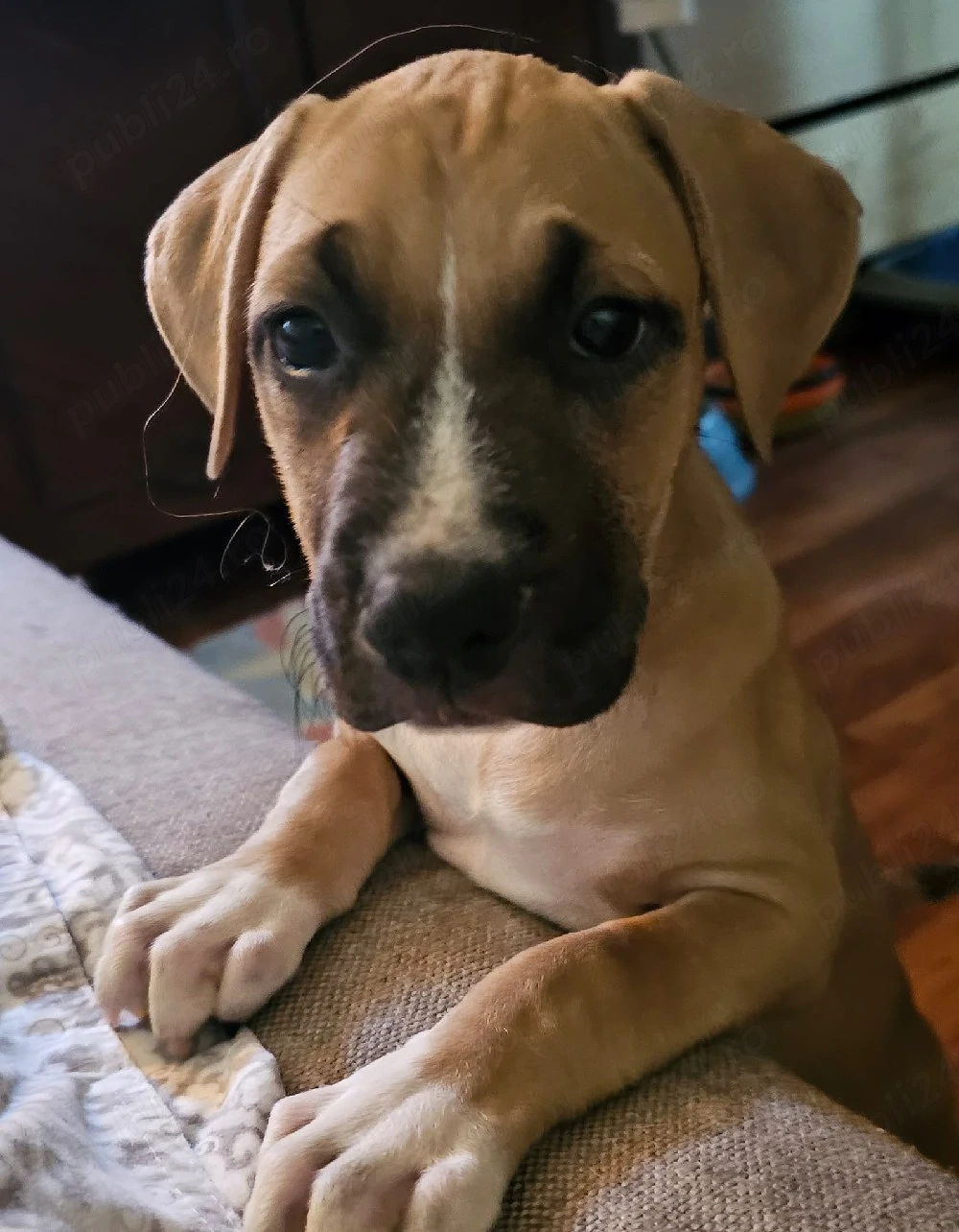 Amstaff o fetita super mumoasa 