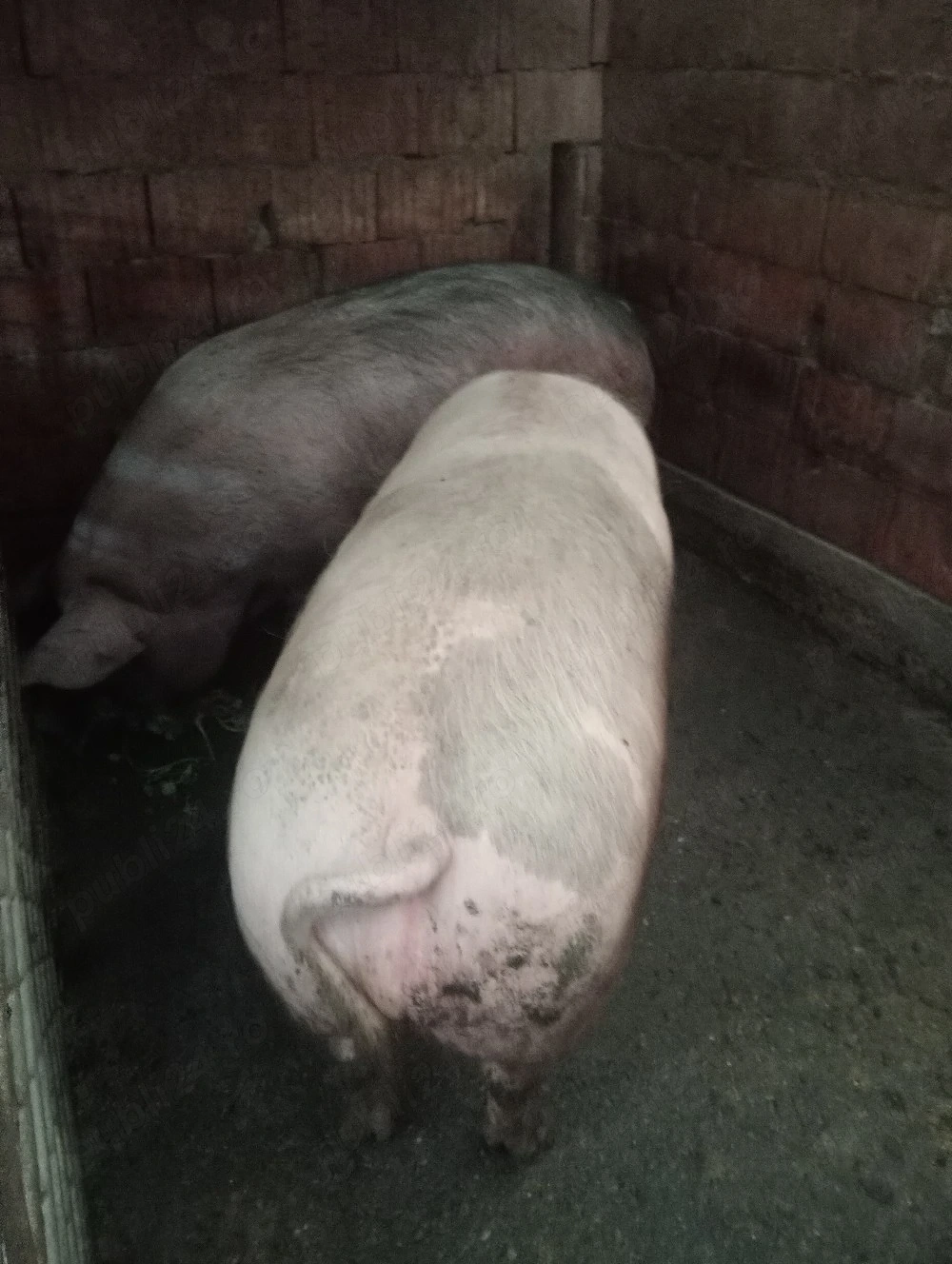 Porci de vânzare diferite mărimi 