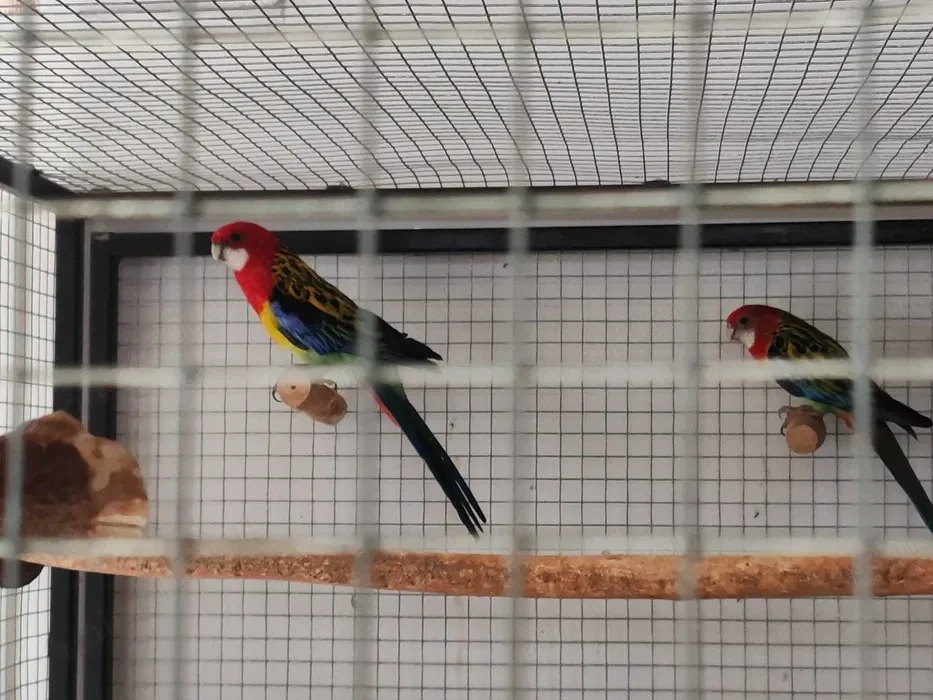 Pui papagal Rosella