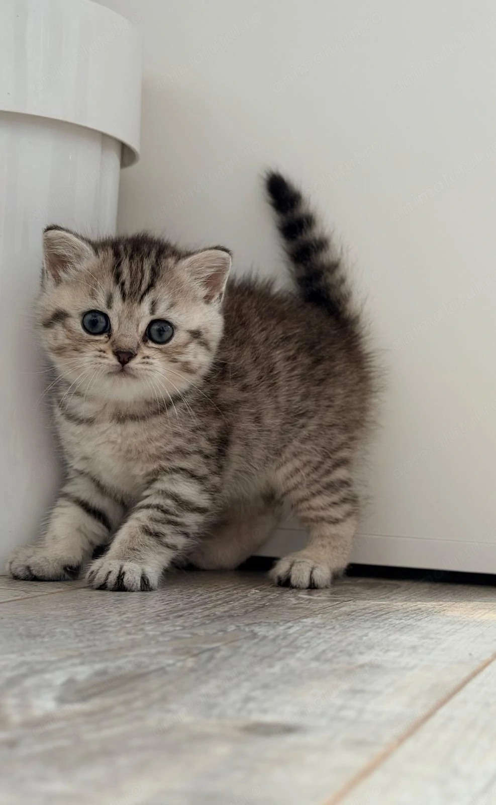 Fetita British Shorthair Silver, nascuta pe 6 iunie, isi cauta o familie iubitoare.