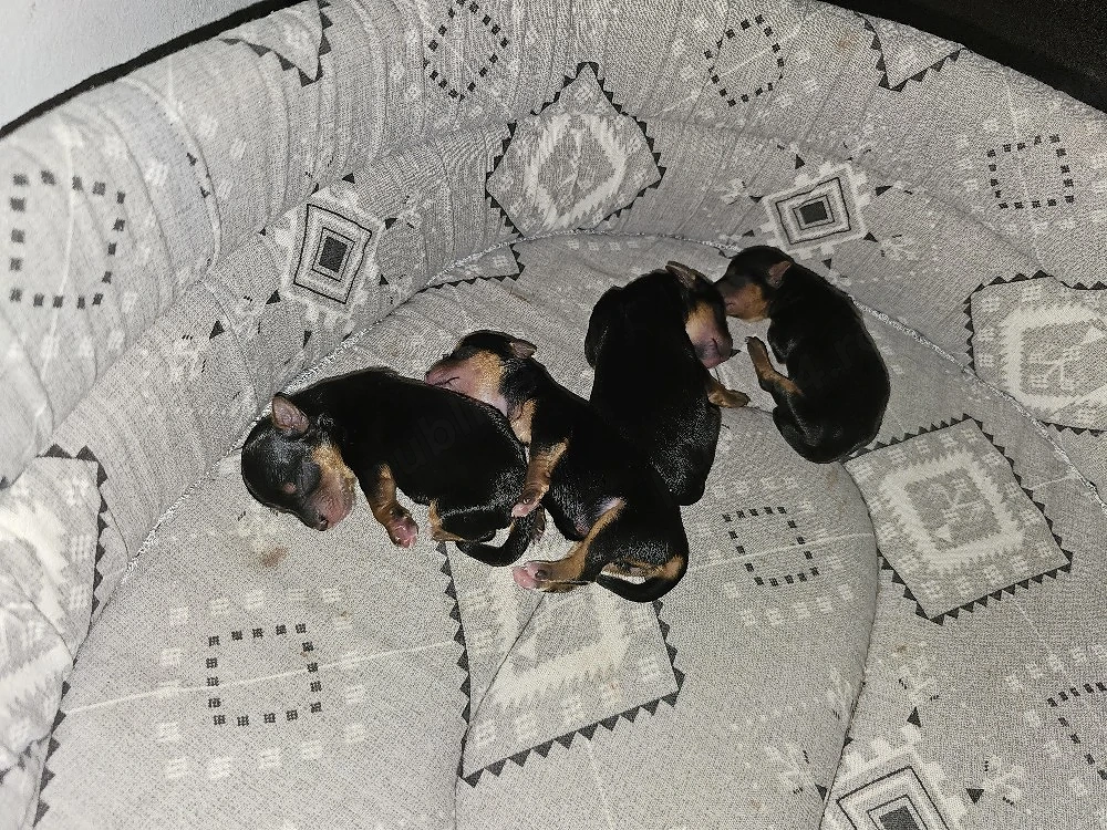 Pui de yorkshire Terrier toy