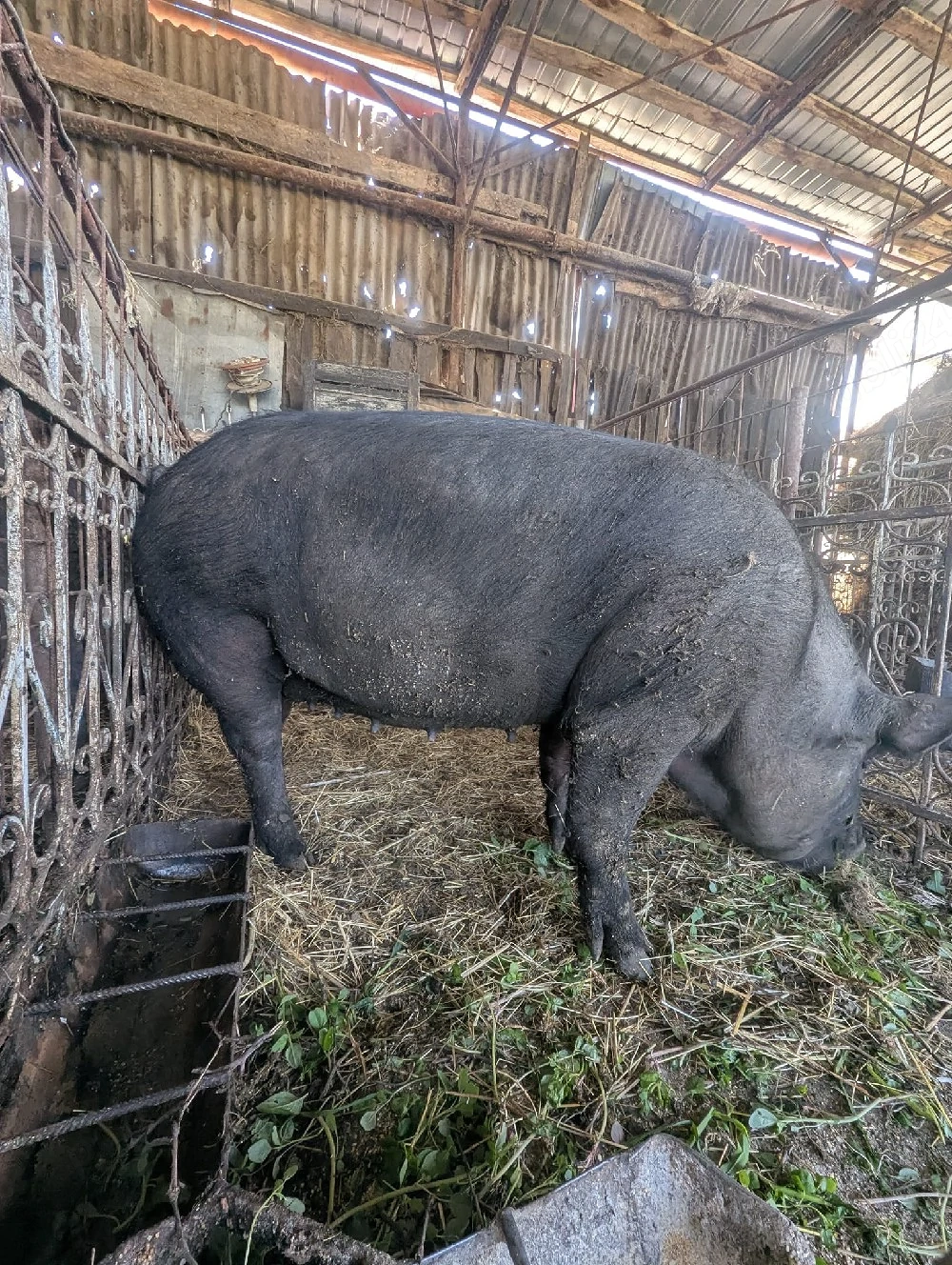 porci de vânzare 