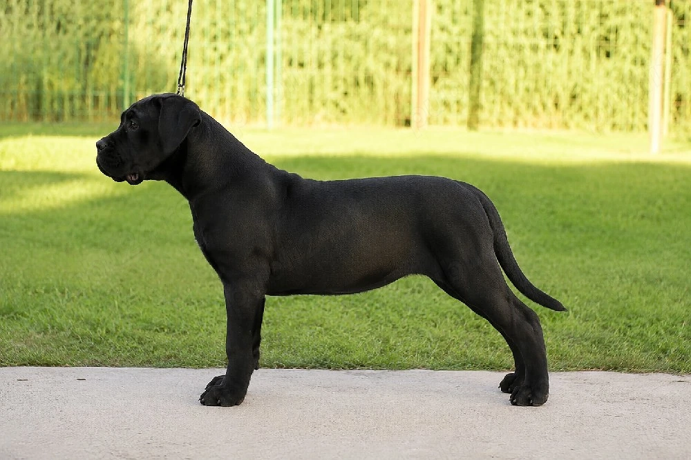 Pui cane corso 