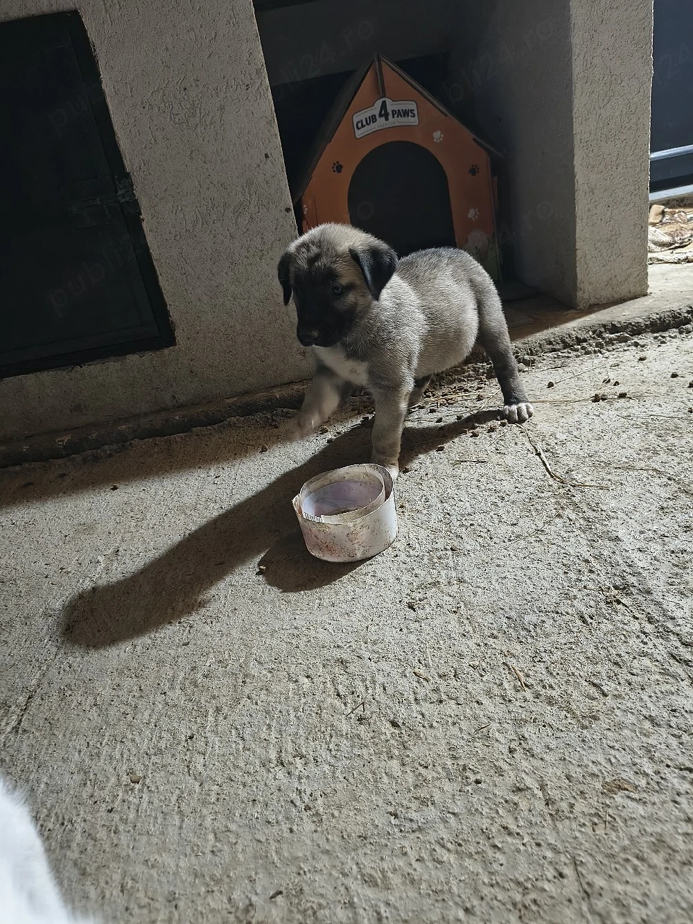 catei kangal 