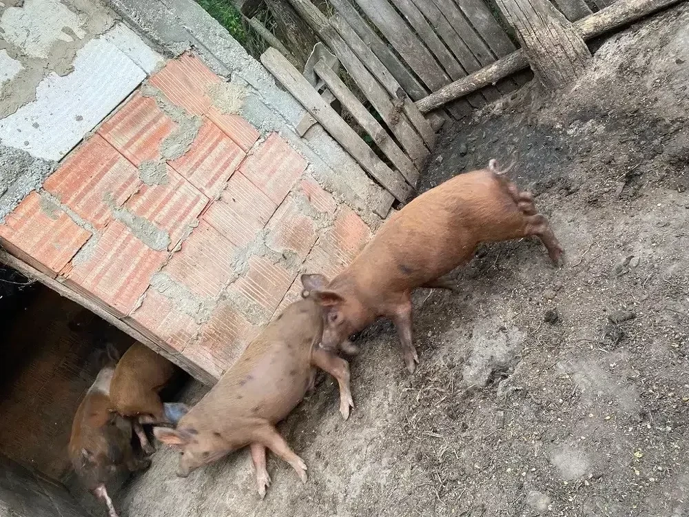 purcei de vanzare