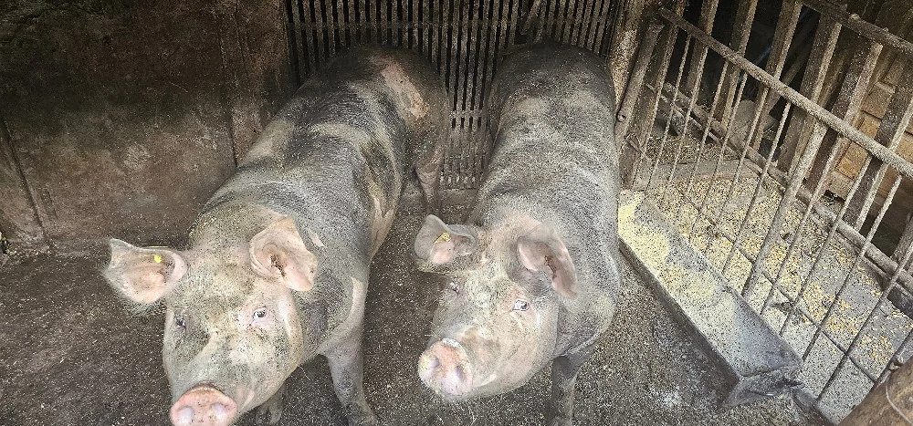 Vând Porci