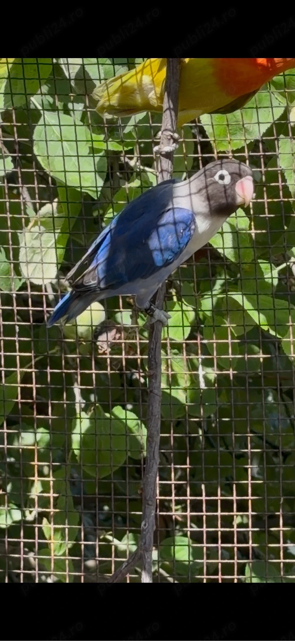 Agapornis personata 