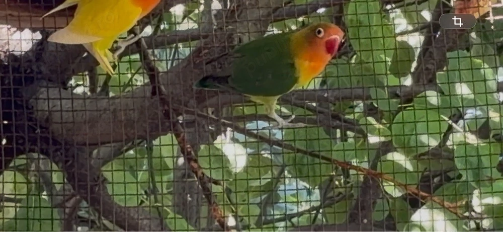 Agapornis fisher 