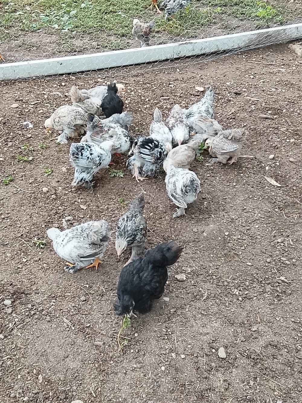 De vânzare puișori 