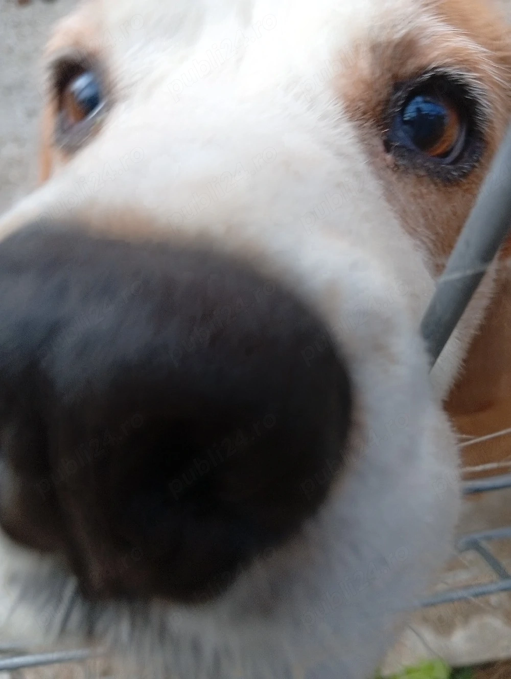 donez Beagle si încă doi caini maidanezi, riscă otravirea 