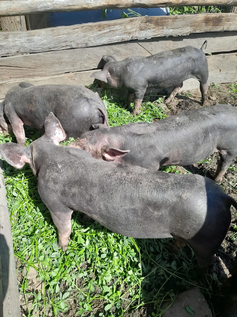 Purceii de vanzare varsta unsprezece săptămâni 