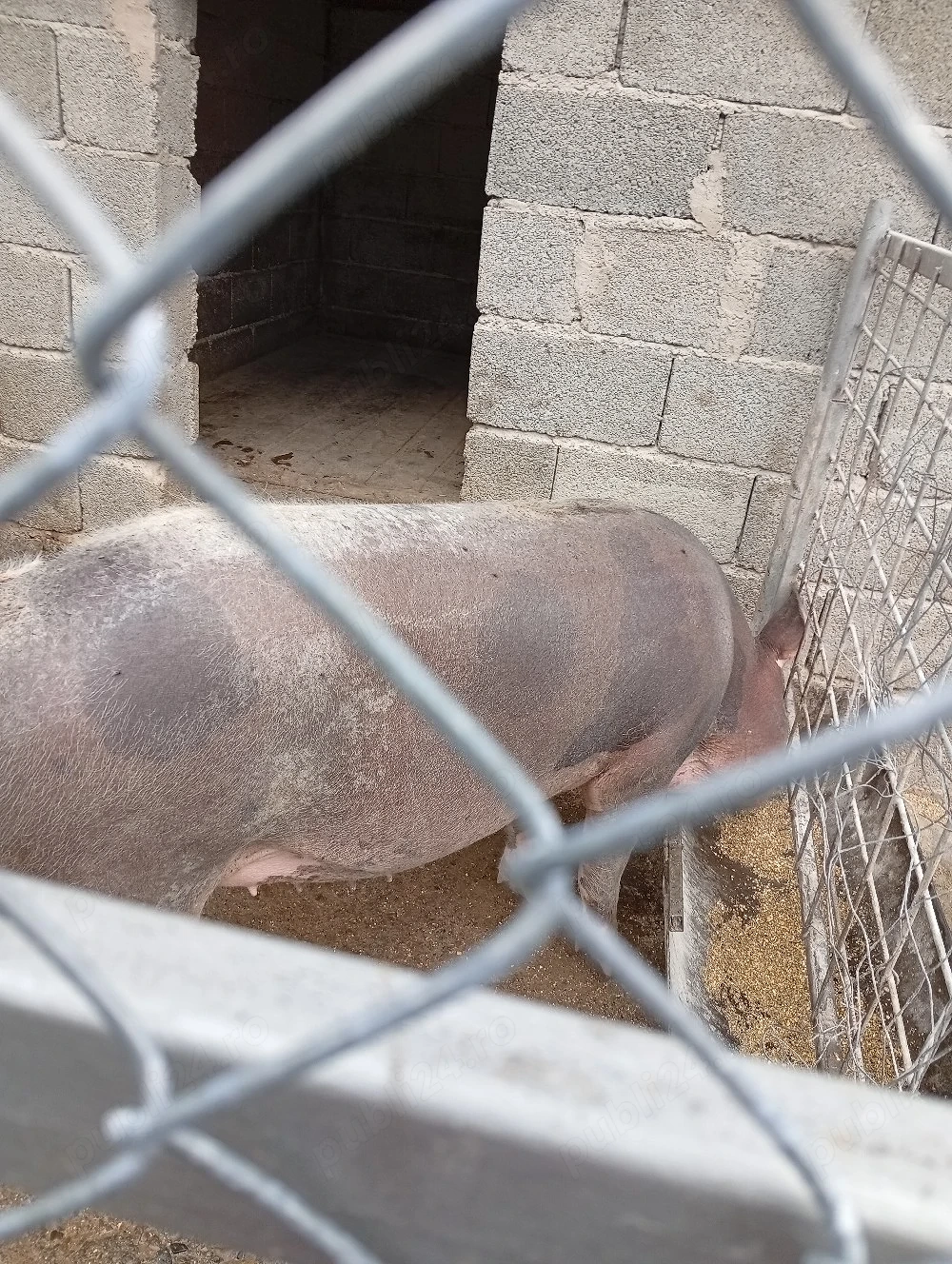 Vind scroafă rasă pietrean l-a 180 kg