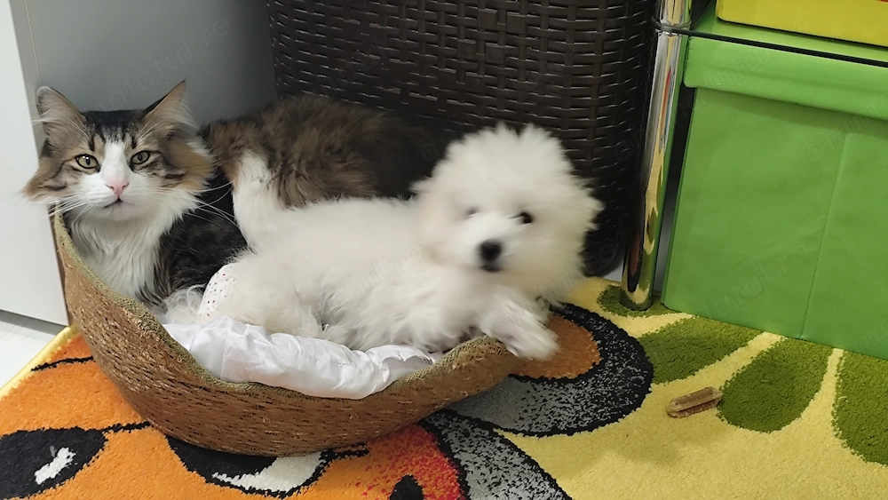 Bichon cățelușa alba 