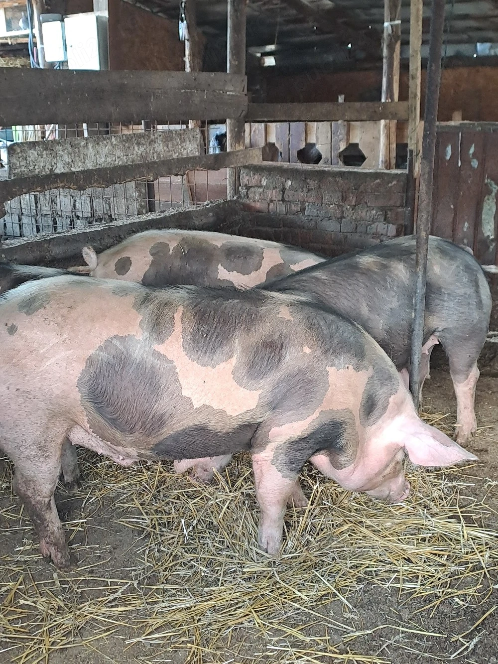 porci de vanzare