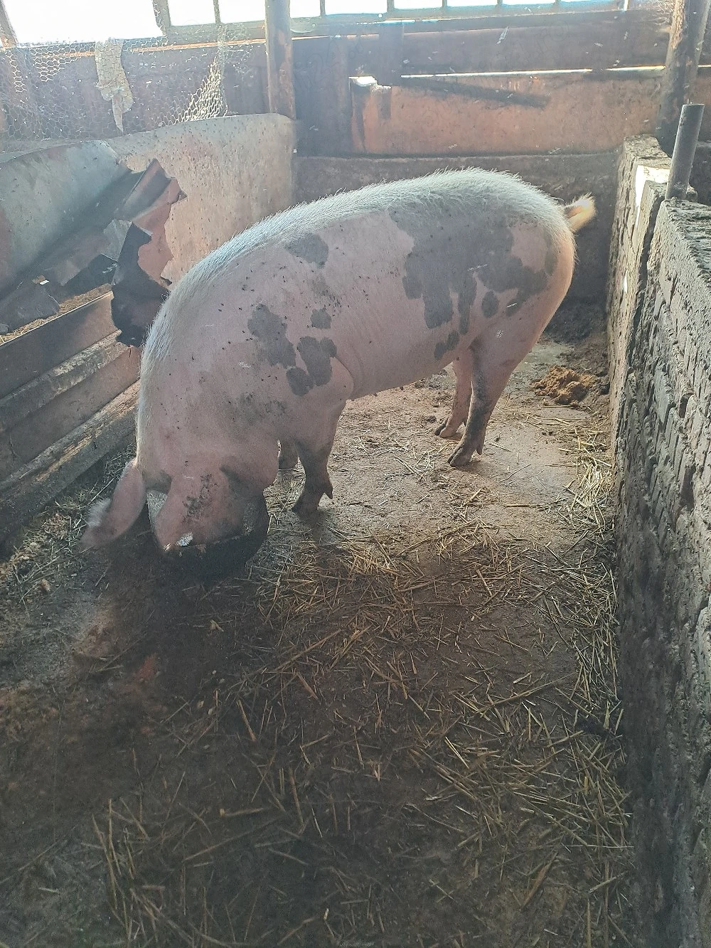 porci de tinut sau taiat