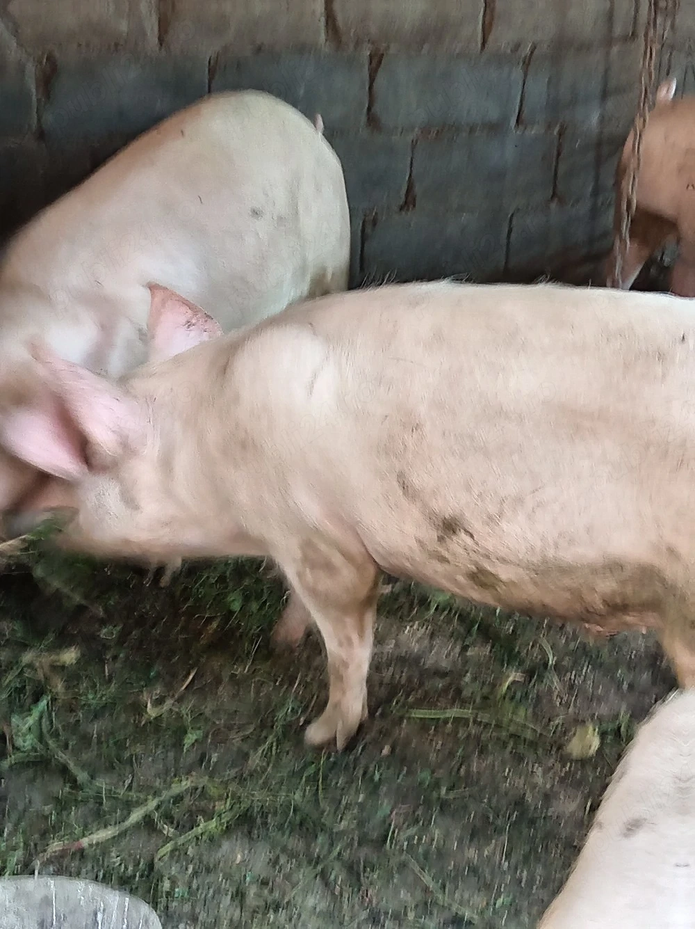 Porci diferite categorii 