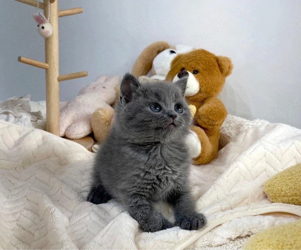 British Shorthair Blue 