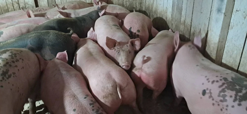 porci de carne 