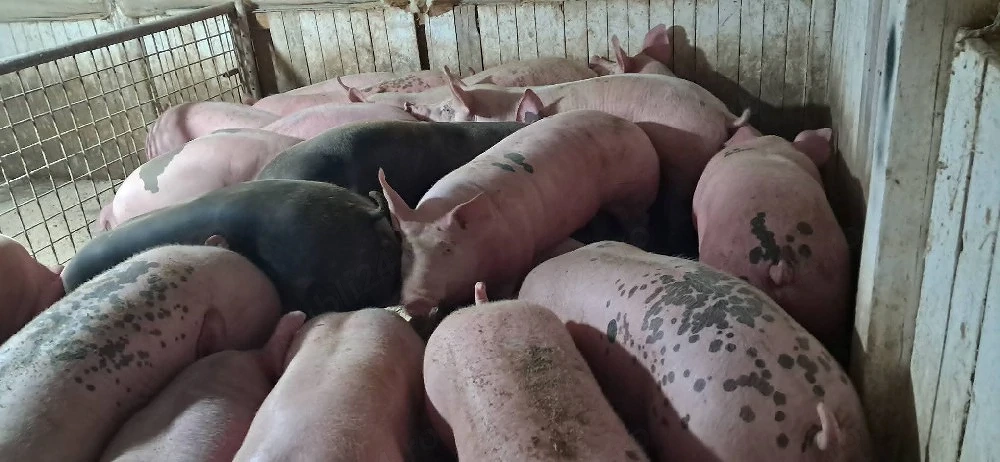 porci de carne 