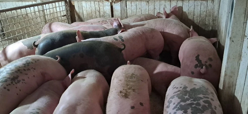 porci de carne 