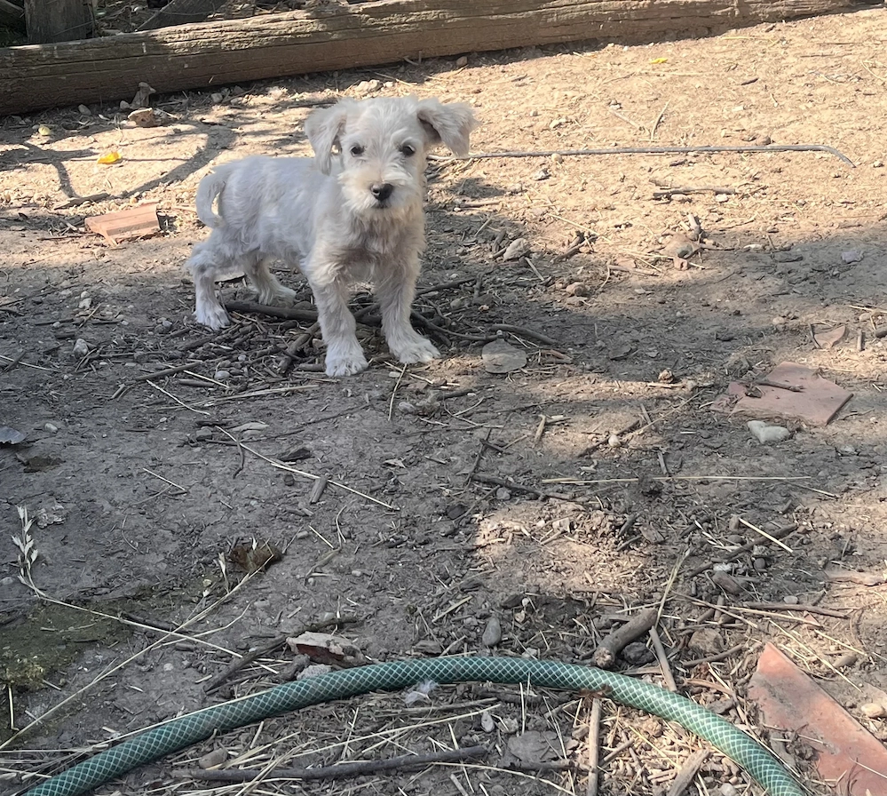 De vânzare bichon maltez !