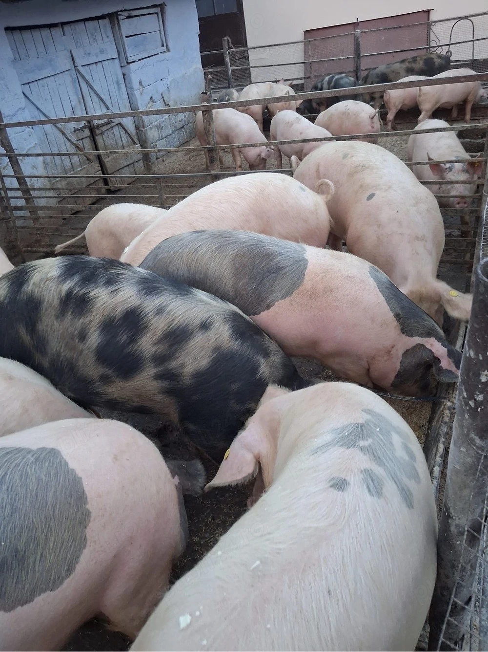Vand porci 