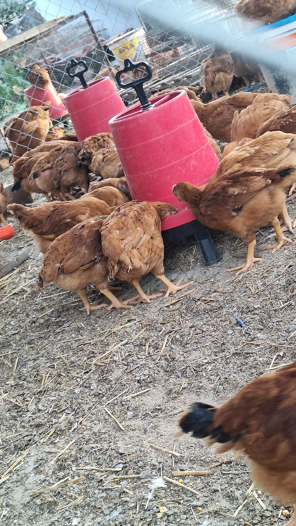 Vând pui colorați 1,20 kg 