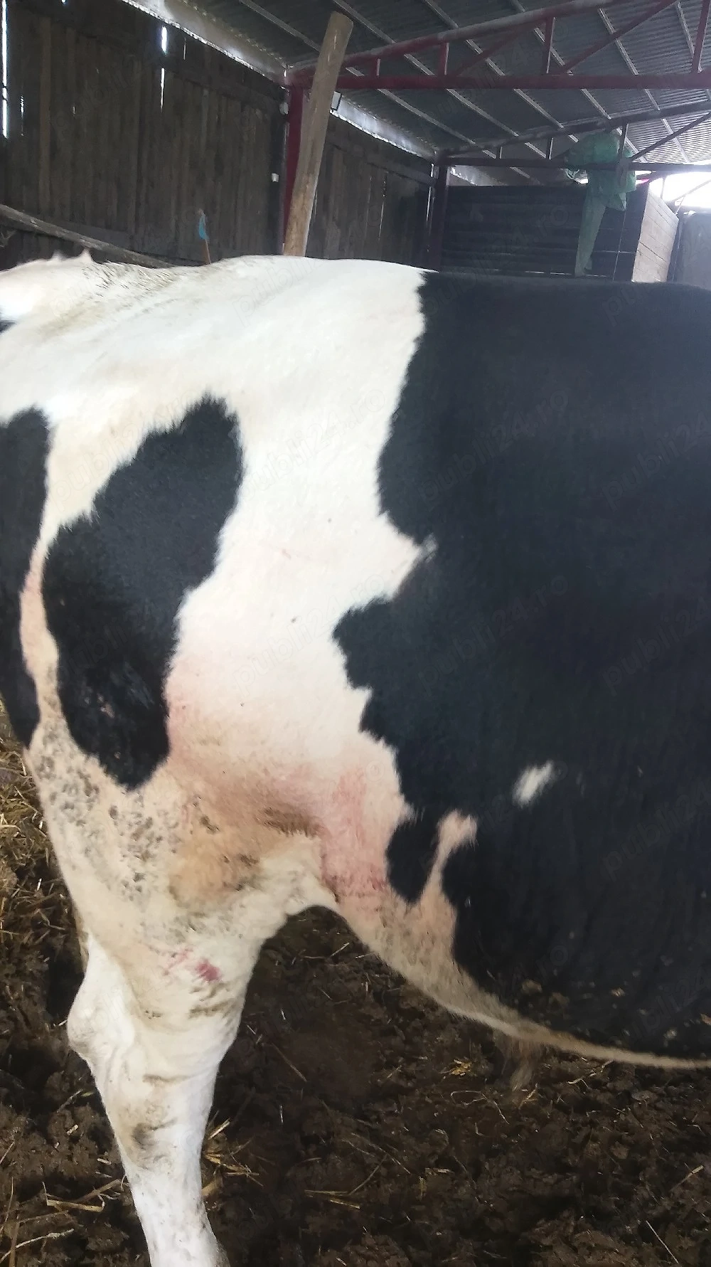 vand TAURAS. baltat cu negru de 350 kg