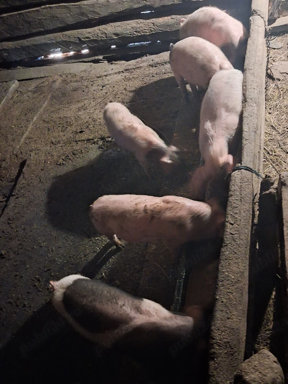 Purcei de 10 săptămâni 