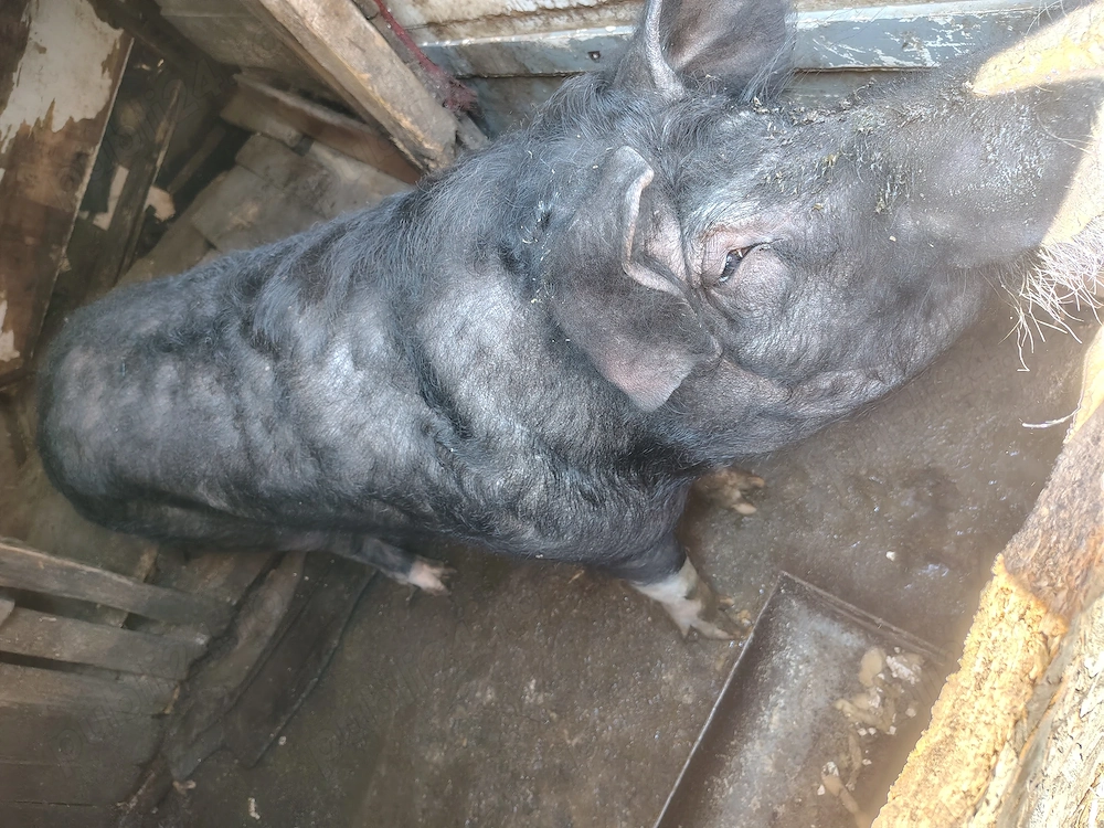 Vier de vânzare la 170 kg preț negociabil 