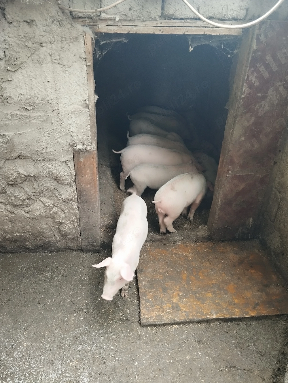 Vând purcei Landrace 
