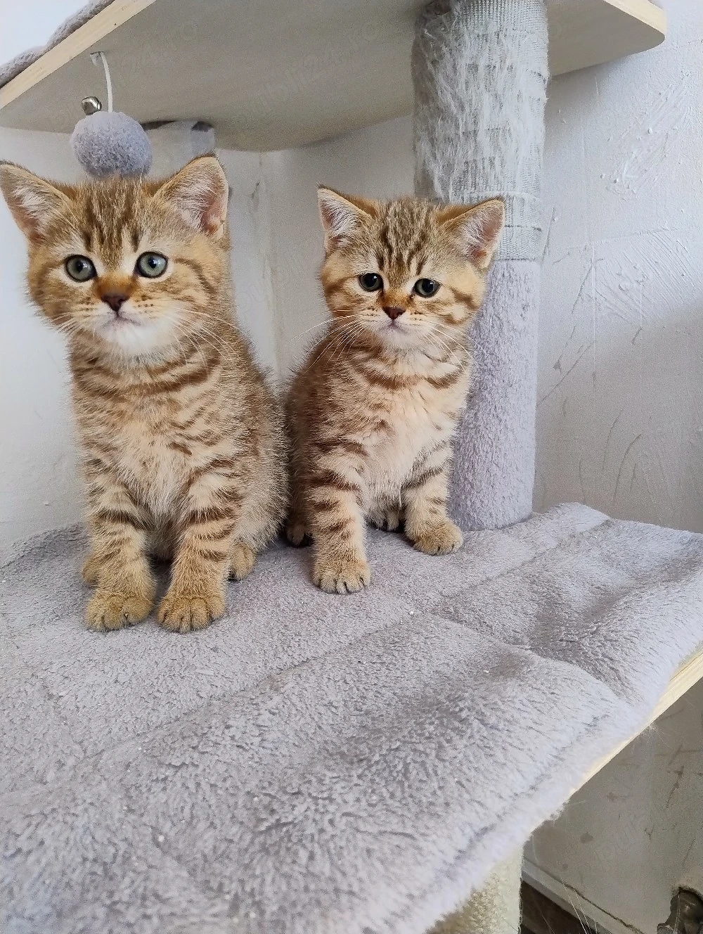 British shorthair tabby 