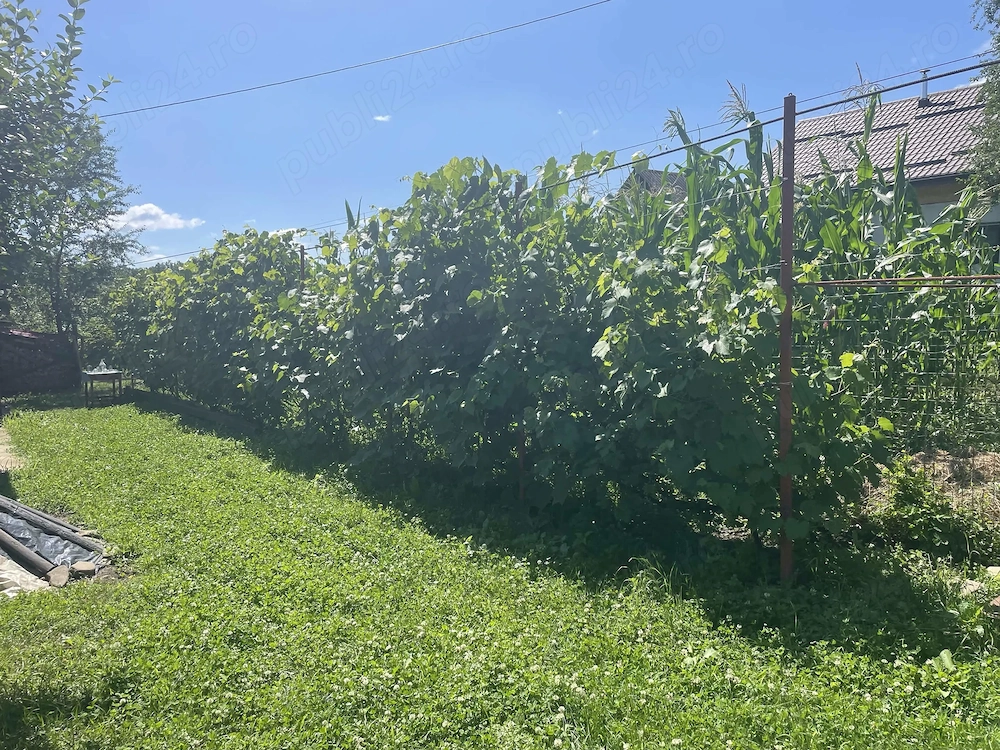 Gradina de vanzare Homoraciu, Prahova