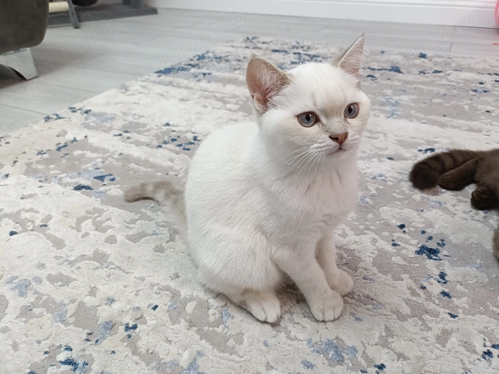 Pisică motănel British Shorthair