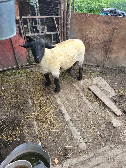 Berbec Suffolk De Origine