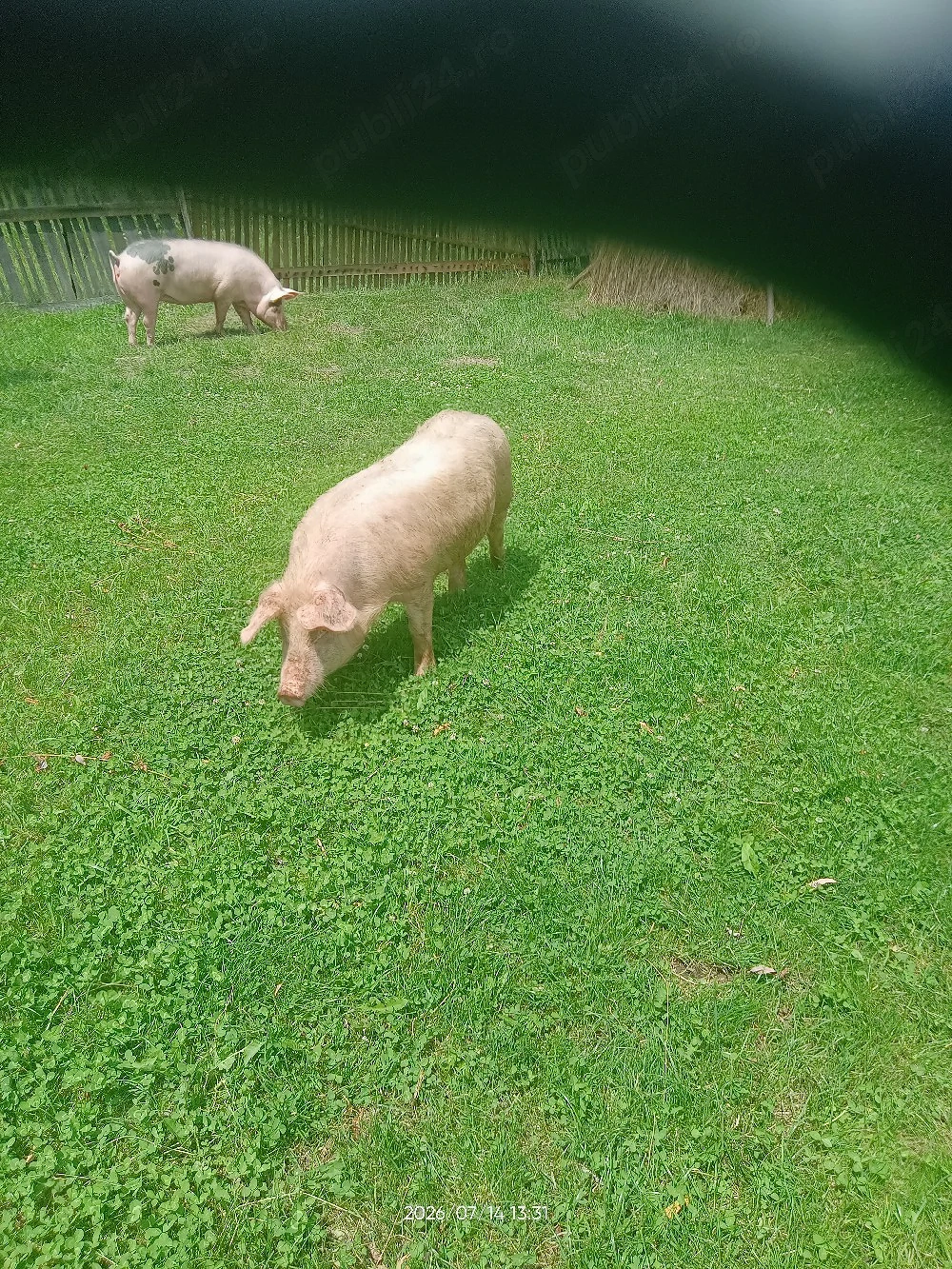 porci de vinzare