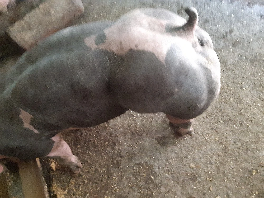 scrofiță pietrain belgian 