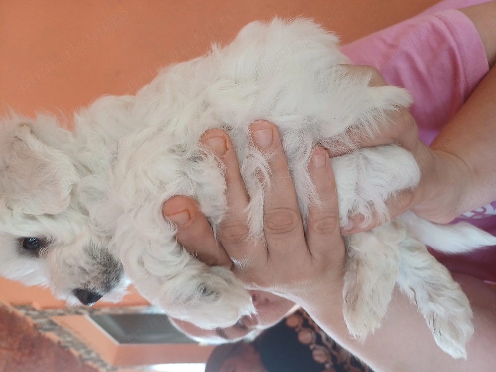 Bichon maltez 7 saptamani