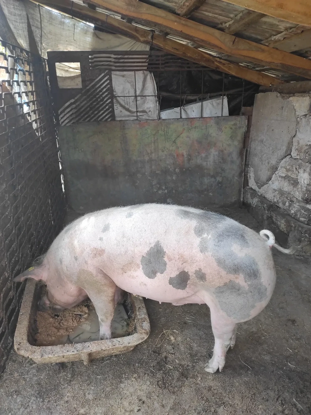 Porc de vânzare 