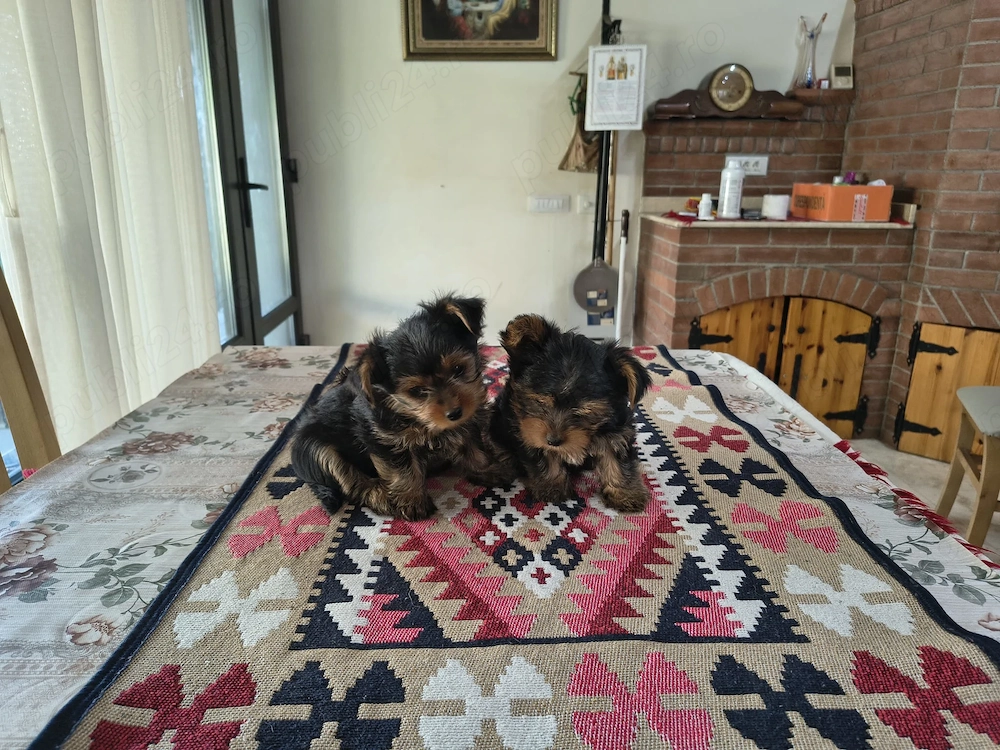 Puiuți yorkshire terrier mini yoy