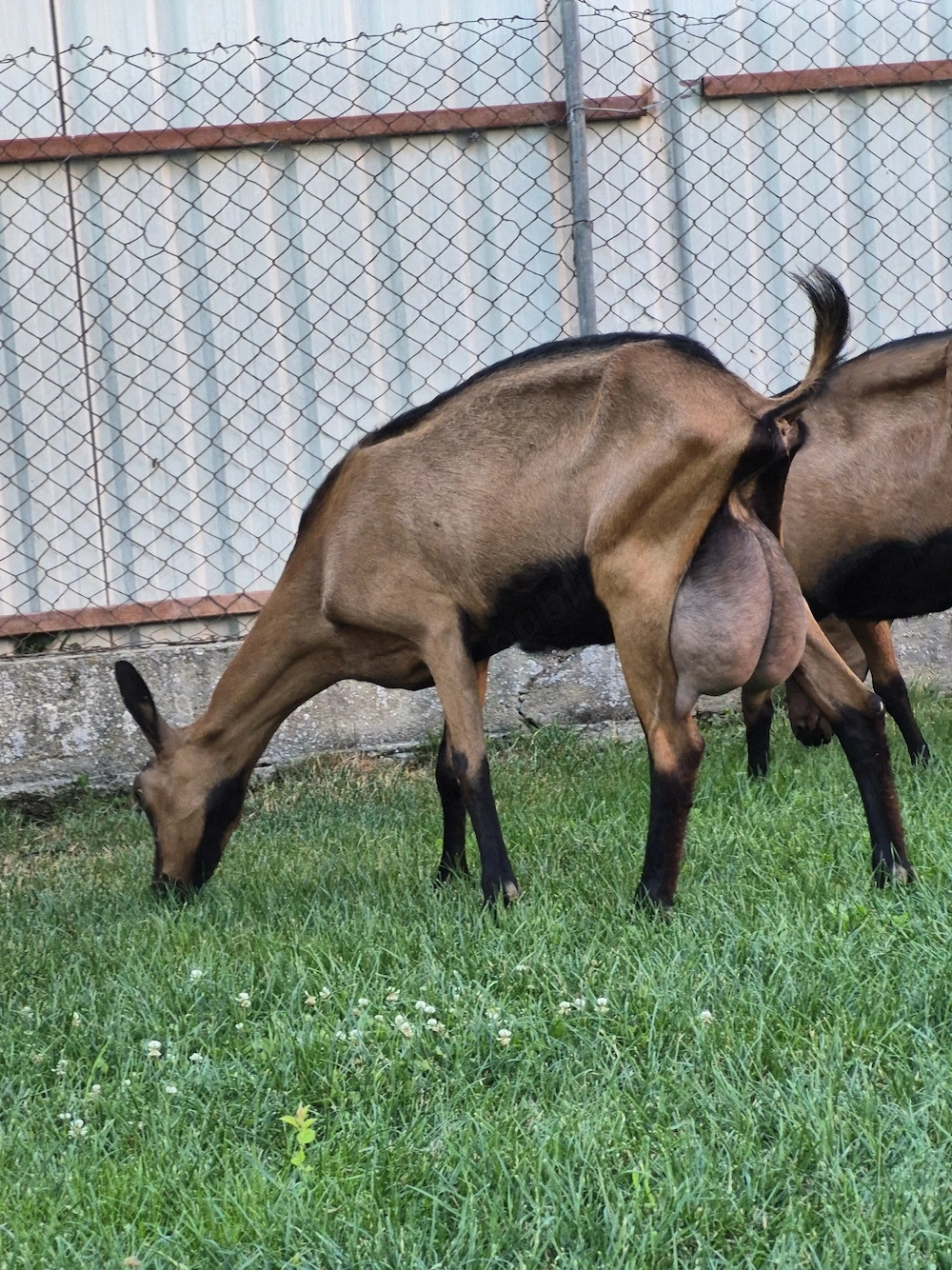 Capra  alpina franceza 