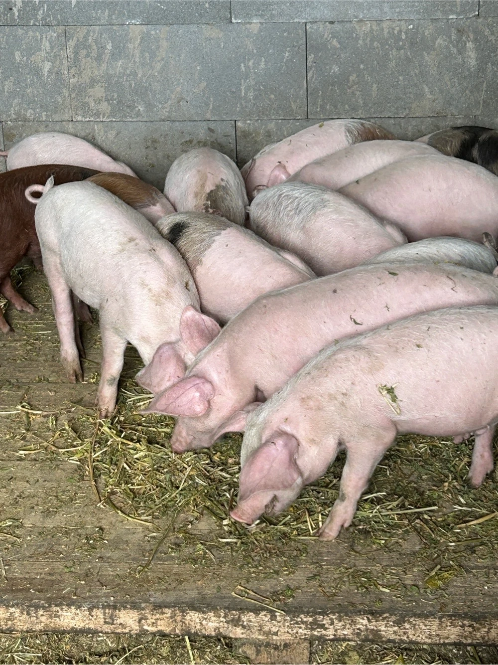 16 purcei 