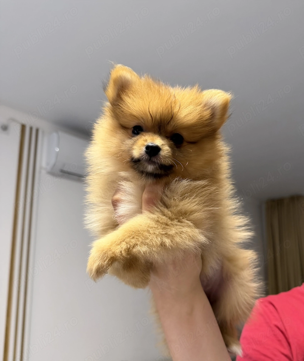  Pui Pomeranian Mini Toy își caută familii iubitoare